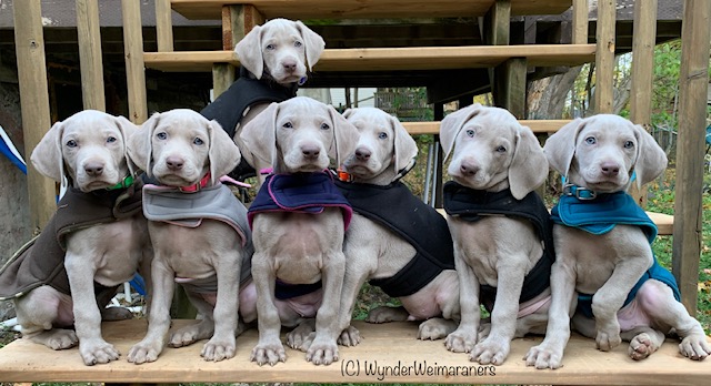 Weimaraner puppies ready for Red Barn Puppy Program!