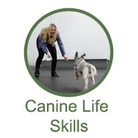 Canine Life Skills