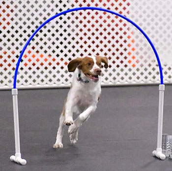 Hoopers Hoops